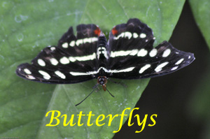 Butterflys Photo Slide Show