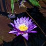 ChicagoBotanicGarden2016-0375