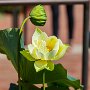 ChicagoBotanicGarden2016-0379