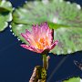 ChicagoBotanicGarden2016-0387