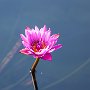 ChicagoBotanicGarden2016-0388