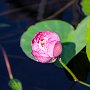 ChicagoBotanicGarden2016-0395