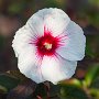 ChicagoBotanicGarden2016-0433