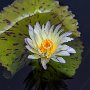 ChicagoBotanicGarden2016-8862