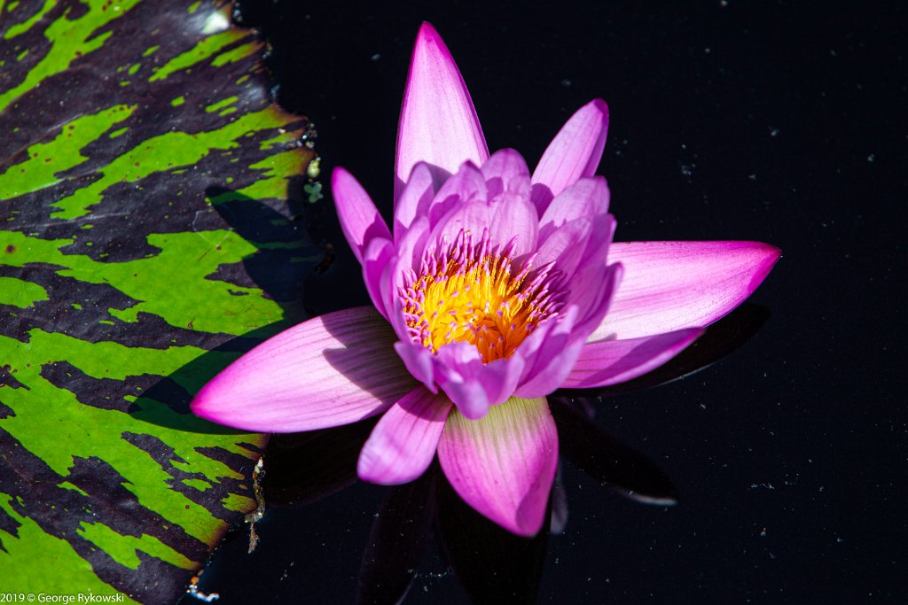 ChicagoBotanicGarden2019-2789