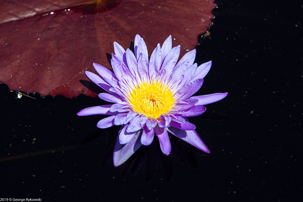 ChicagoBotanicGarden2019-2800