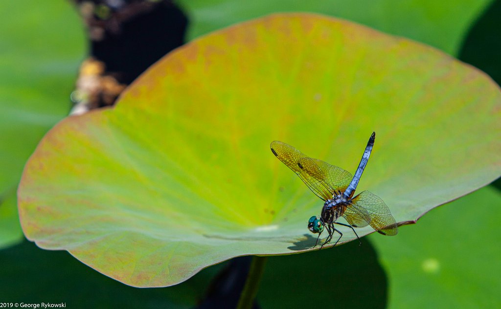 ChicagoBotanicGarden2019-2804