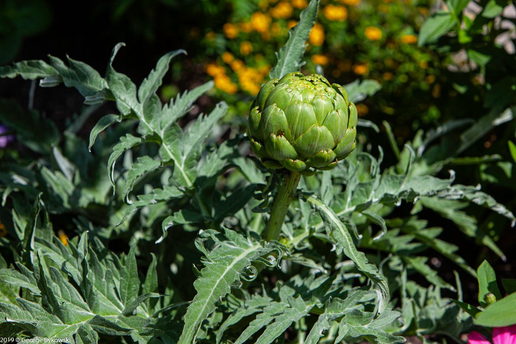 ChicagoBotanicGarden2019-2808