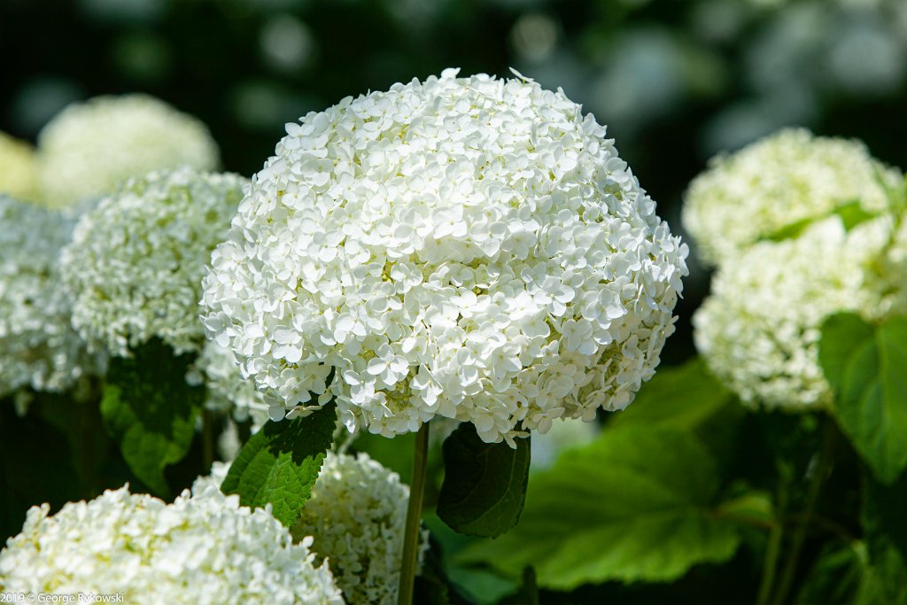ChicagoBotanicGarden2019-2809