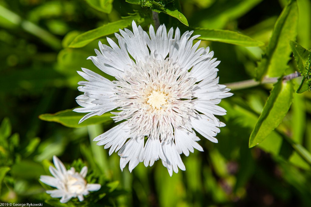 ChicagoBotanicGarden2019-2812