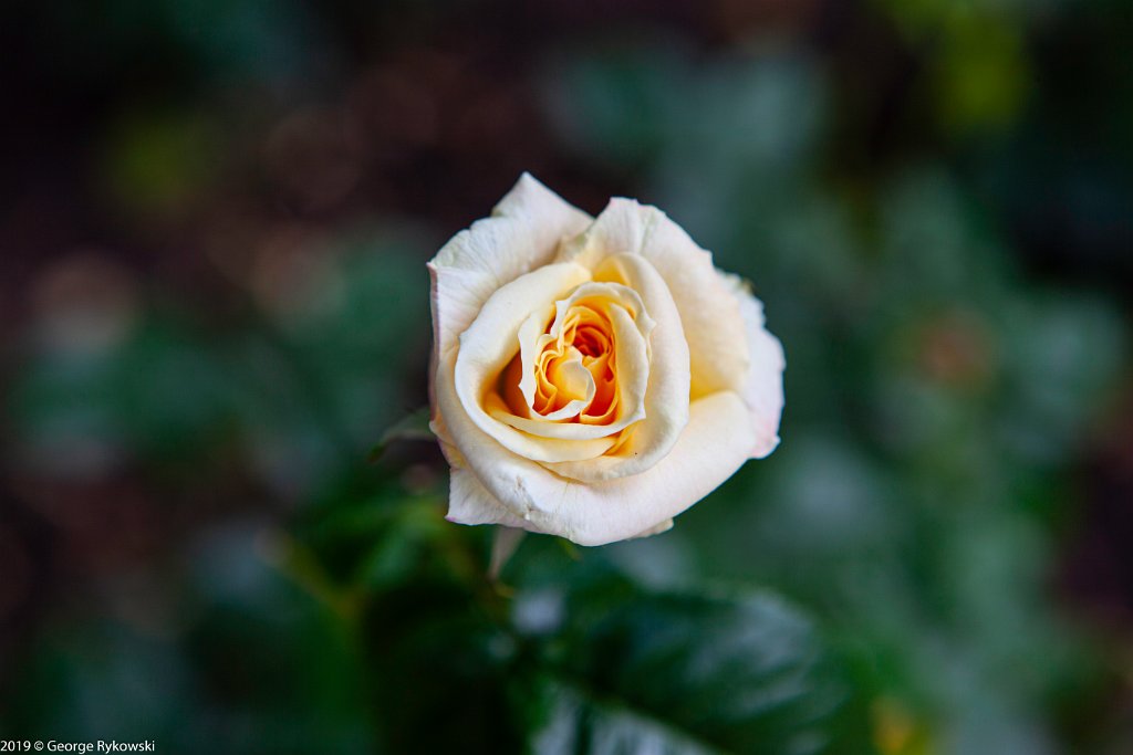 ChicagoBotanicGarden2019-2820