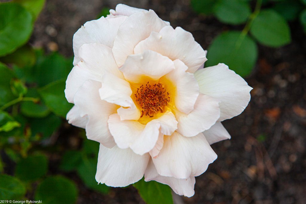ChicagoBotanicGarden2019-2824