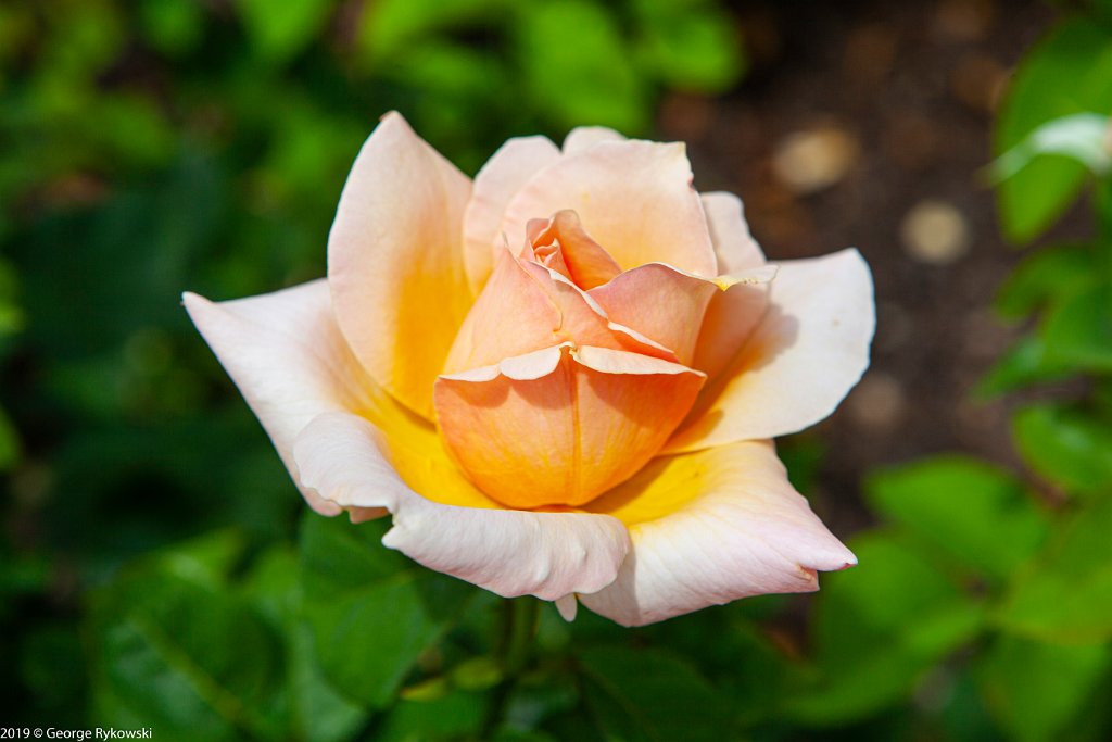 ChicagoBotanicGarden2019-2825