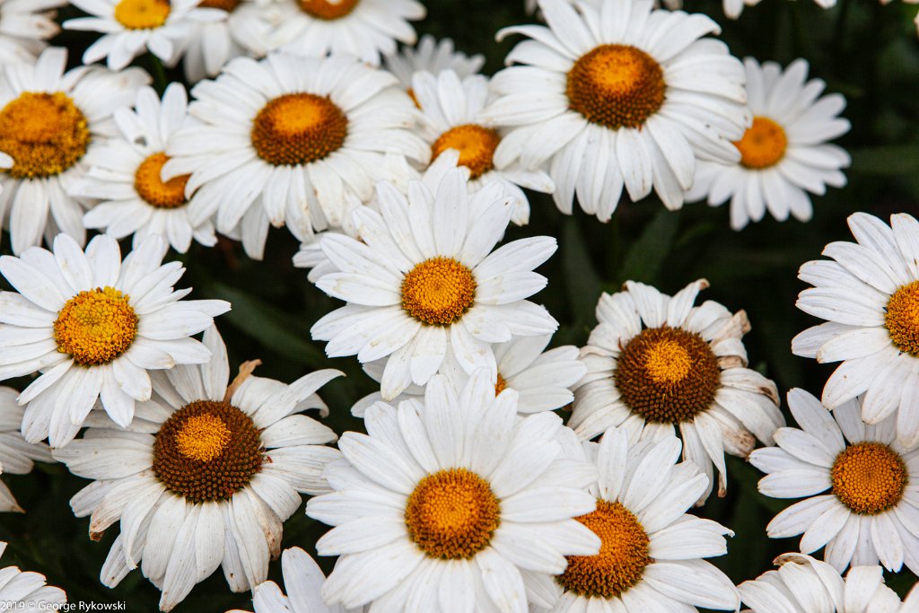 ChicagoBotanicGarden2019-2832