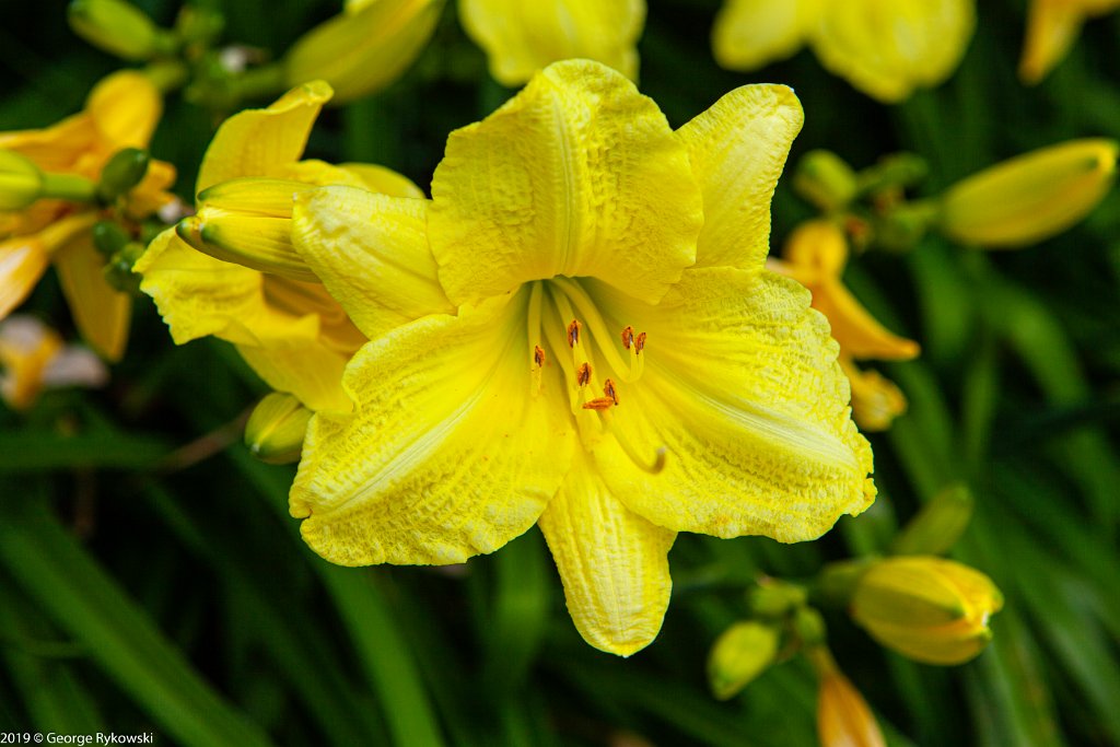 ChicagoBotanicGarden2019-2835