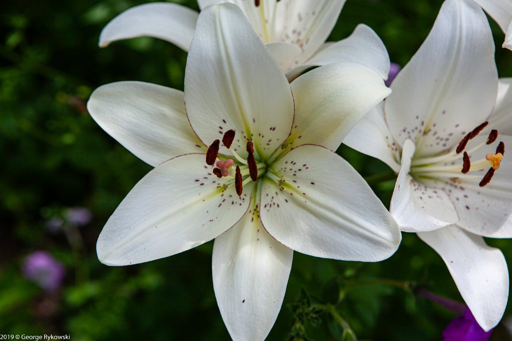 ChicagoBotanicGarden2019-2840