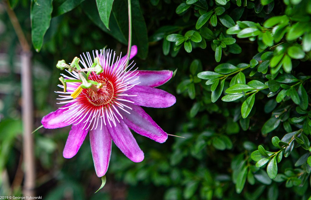 ChicagoBotanicGarden2019-2844