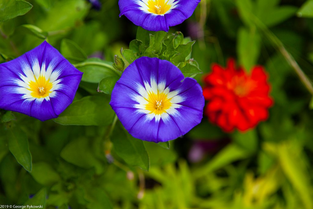 ChicagoBotanicGarden2019-2846