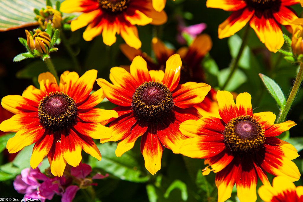ChicagoBotanicGarden2019-2849