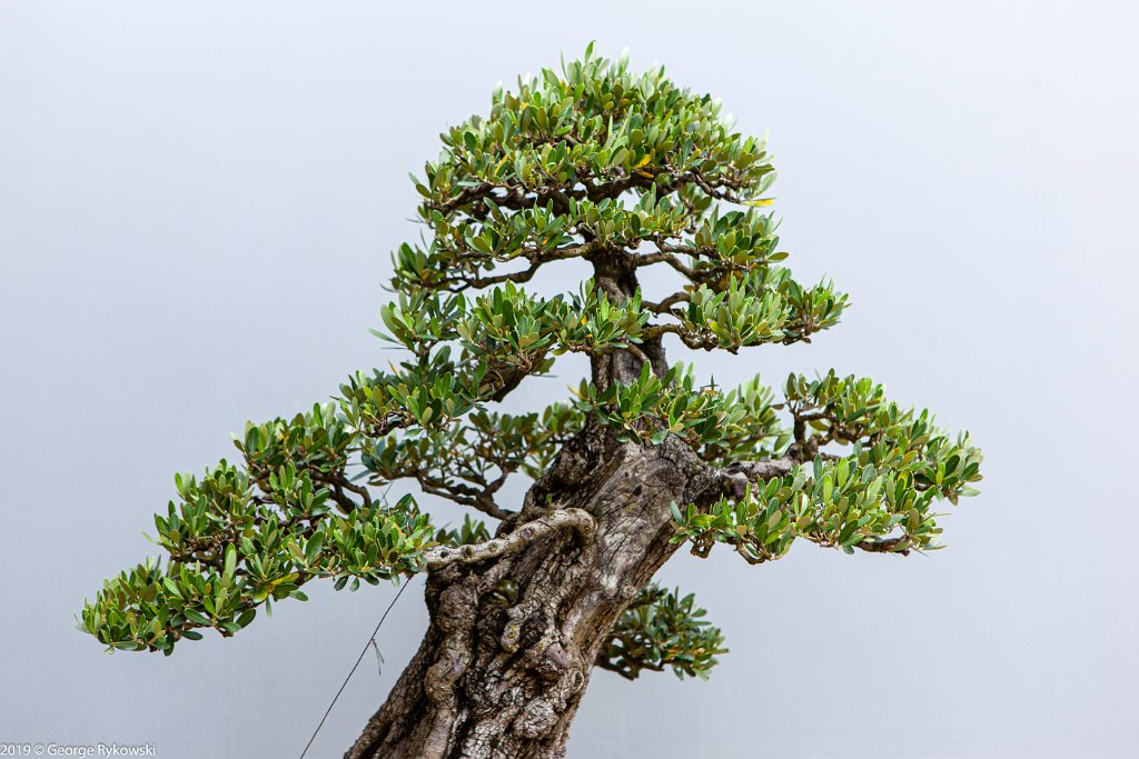 ChicagoBotanicGarden2019-2859