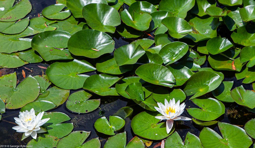 ChicagoBotanicGarden2019-2861
