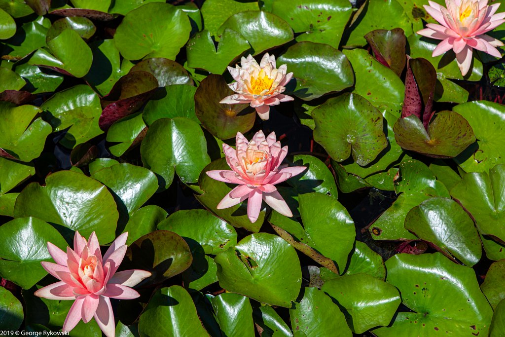ChicagoBotanicGarden2019-2869
