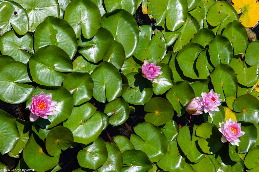 ChicagoBotanicGarden2019-2870
