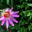 ChicagoBotanicGarden2019-2844.jpg