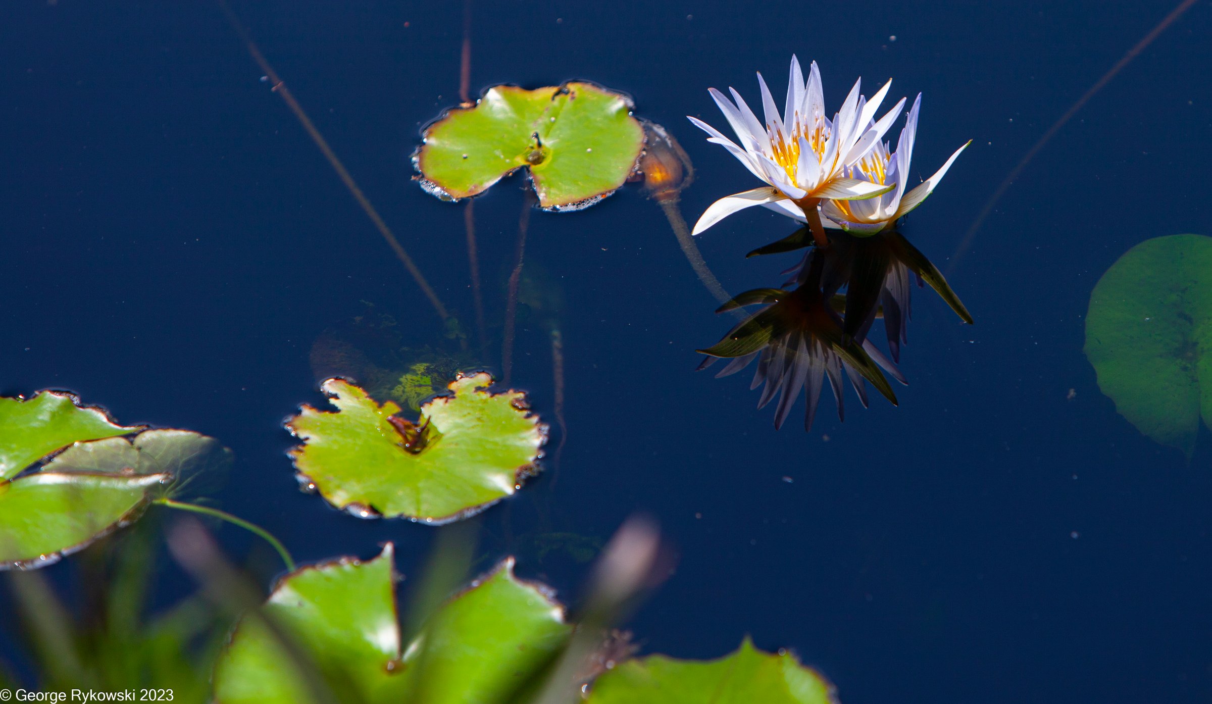 ChicagoBotanicGarden2023-3599.jpg