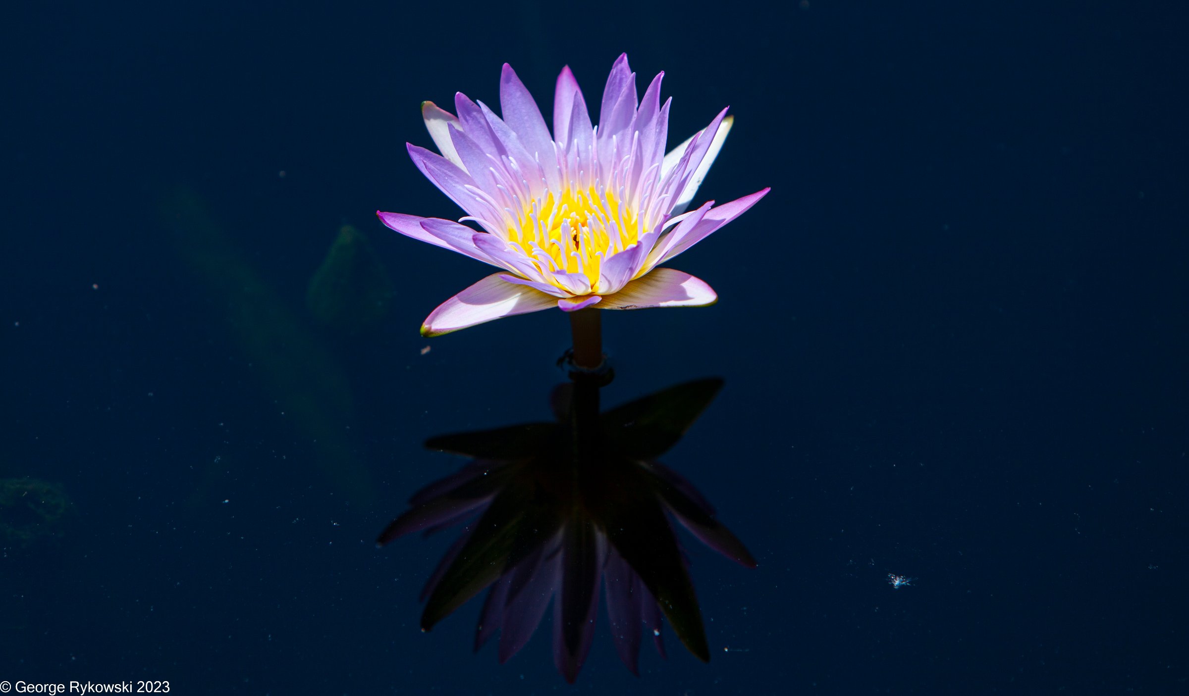 ChicagoBotanicGarden2023-3600.jpg
