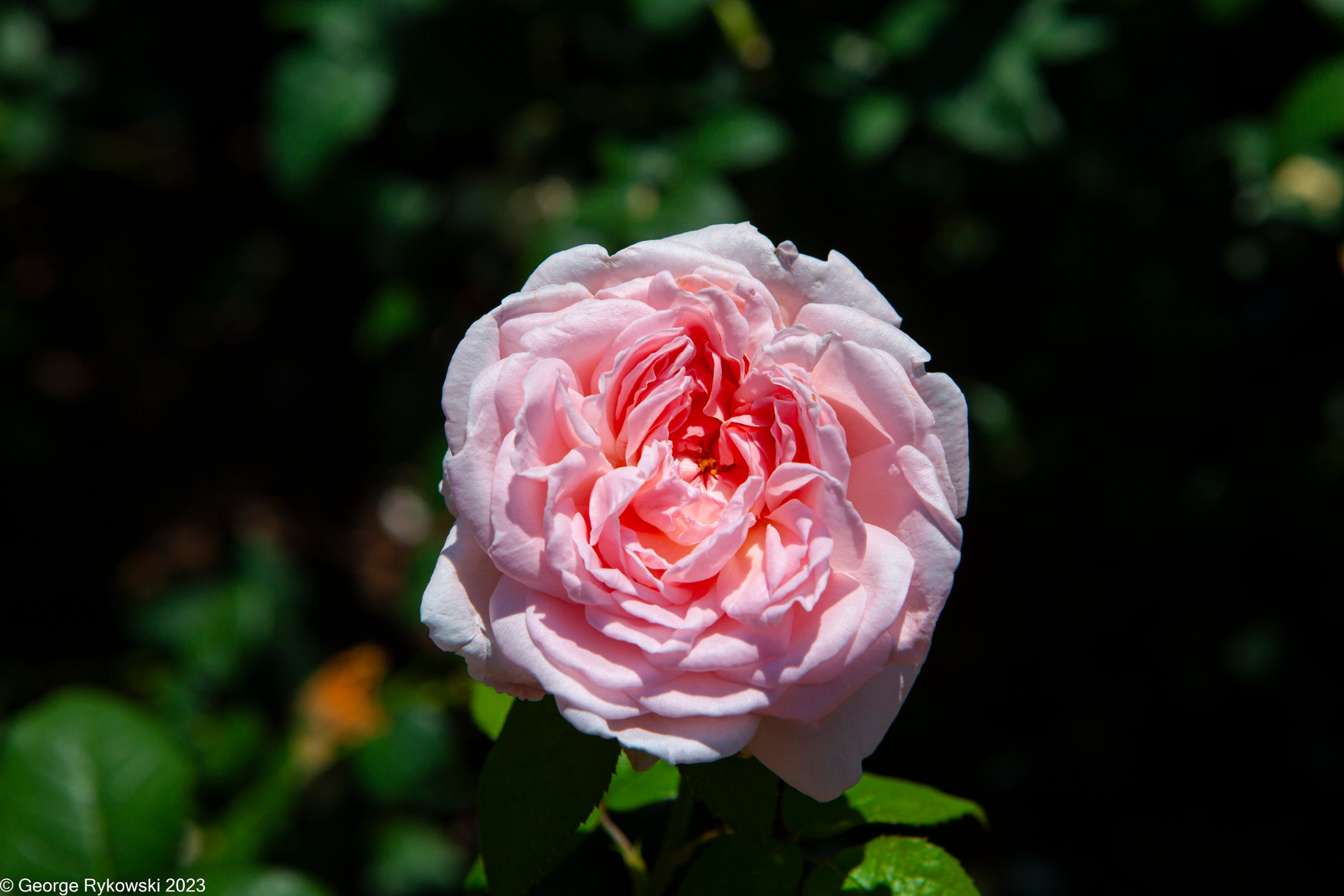 ChicagoBotanicGarden2023-3637.jpg