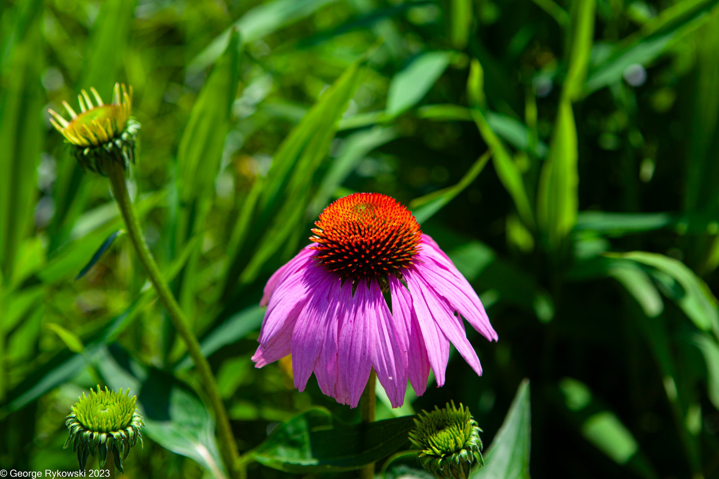 ChicagoBotanicGarden2023-3650.jpg