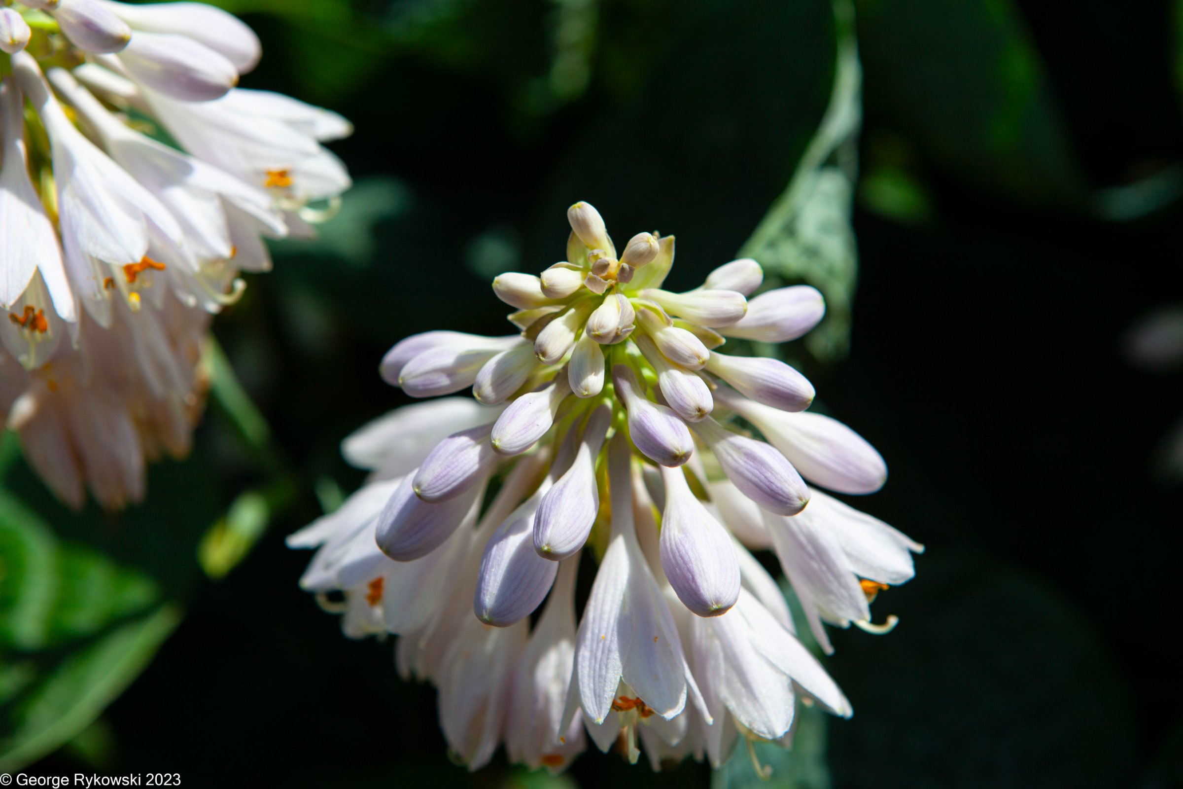 ChicagoBotanicGarden2023-3675.jpg