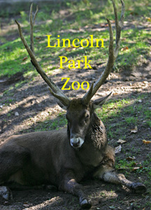 Lincoln Park Zoo Photo Slide Show