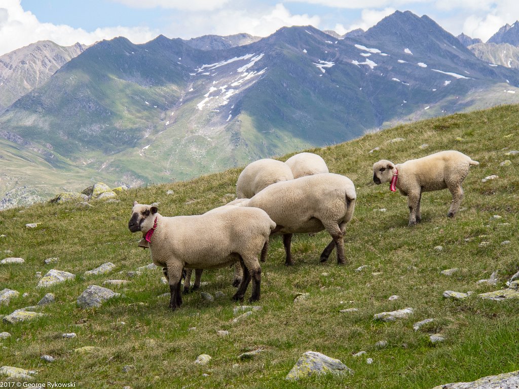 SwissVacation2017-3881