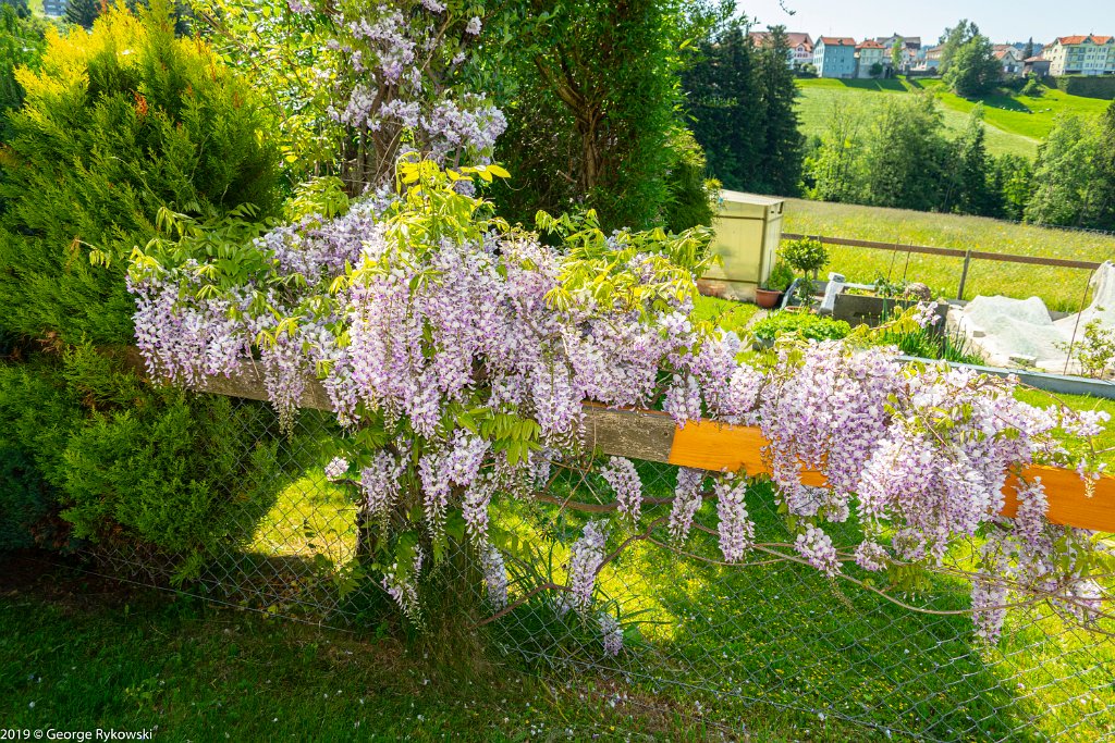 SwissVacation2019-0885