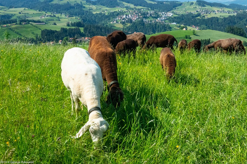 SwissVacation2019-0909