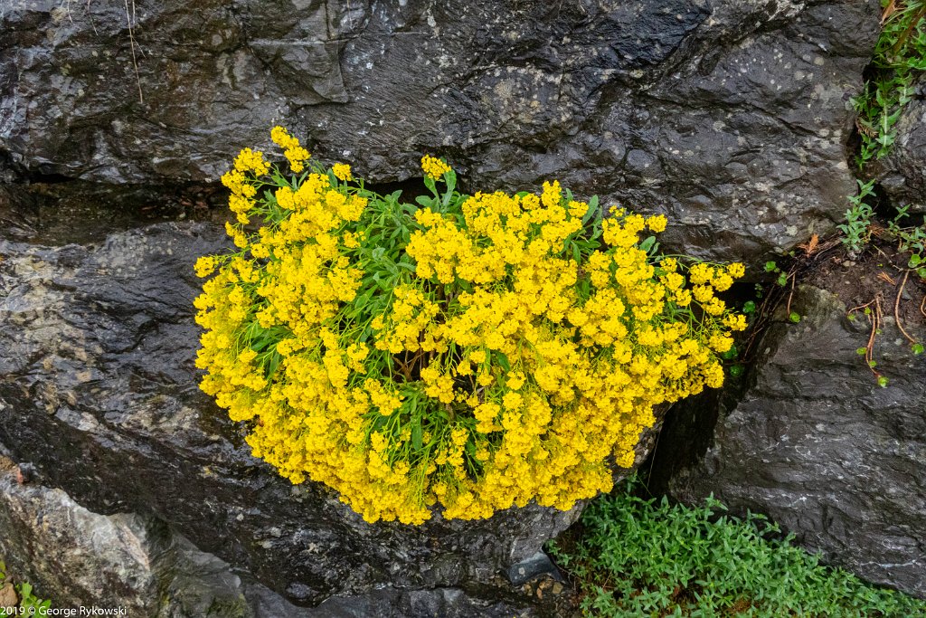 SwissVacation2019-0493