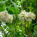 SwissVacation2019-0517.jpg