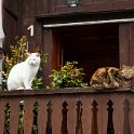 SwissVacation2019-0520.jpg