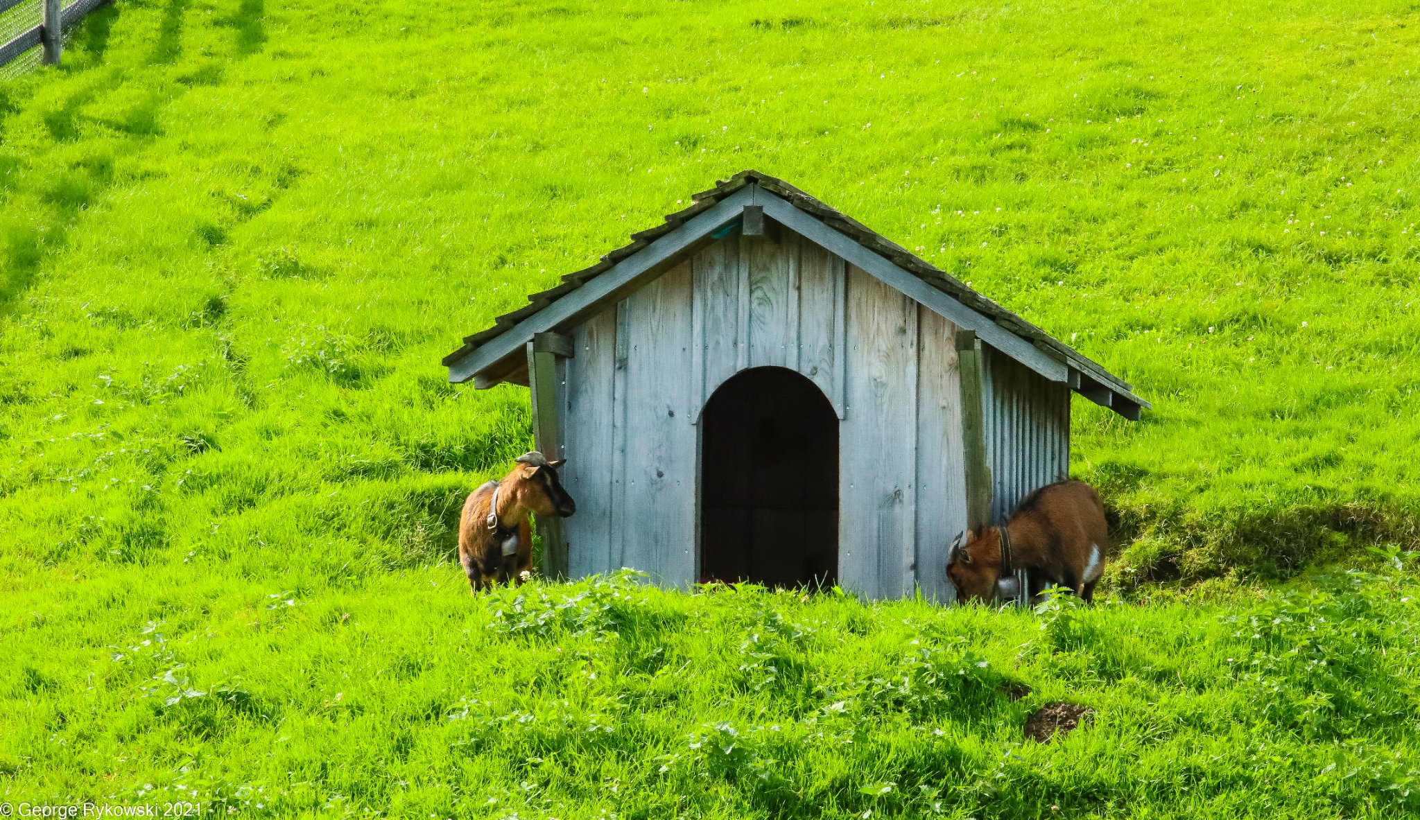 SwissVacation2021-1551-2.jpg