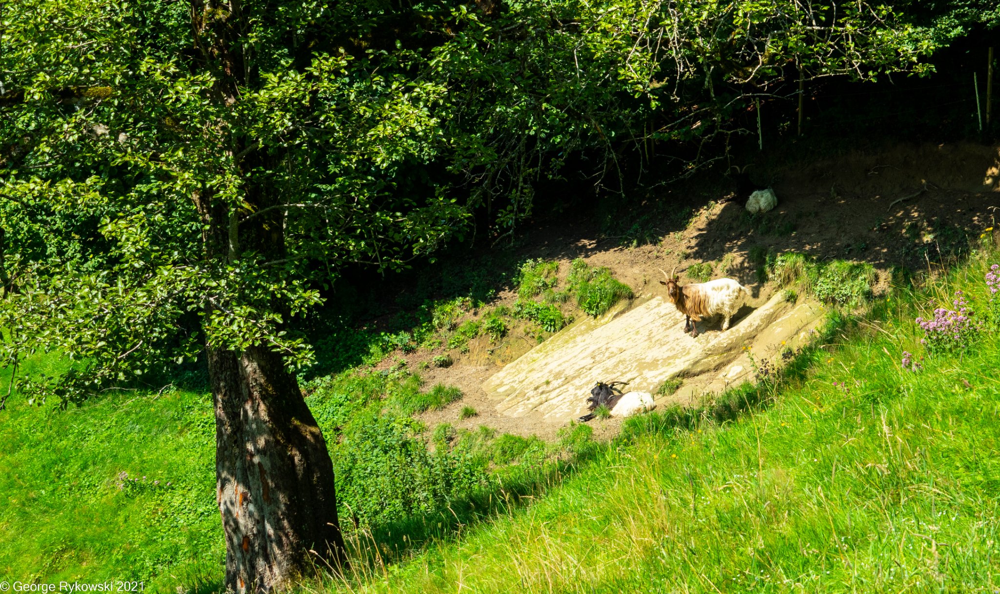 SwissVacation2021-1577.jpg