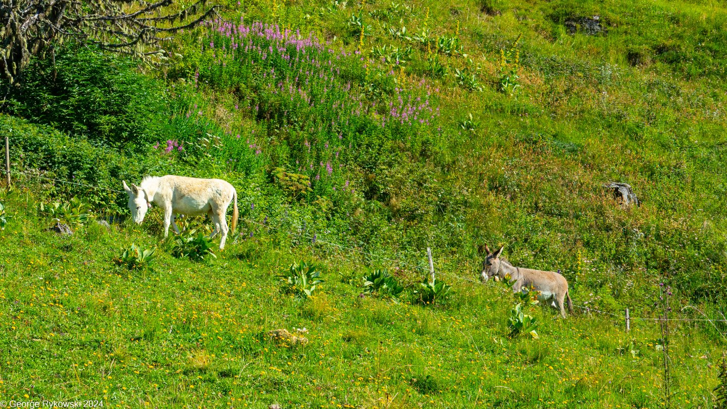 SwissVacation2024-5144.jpg