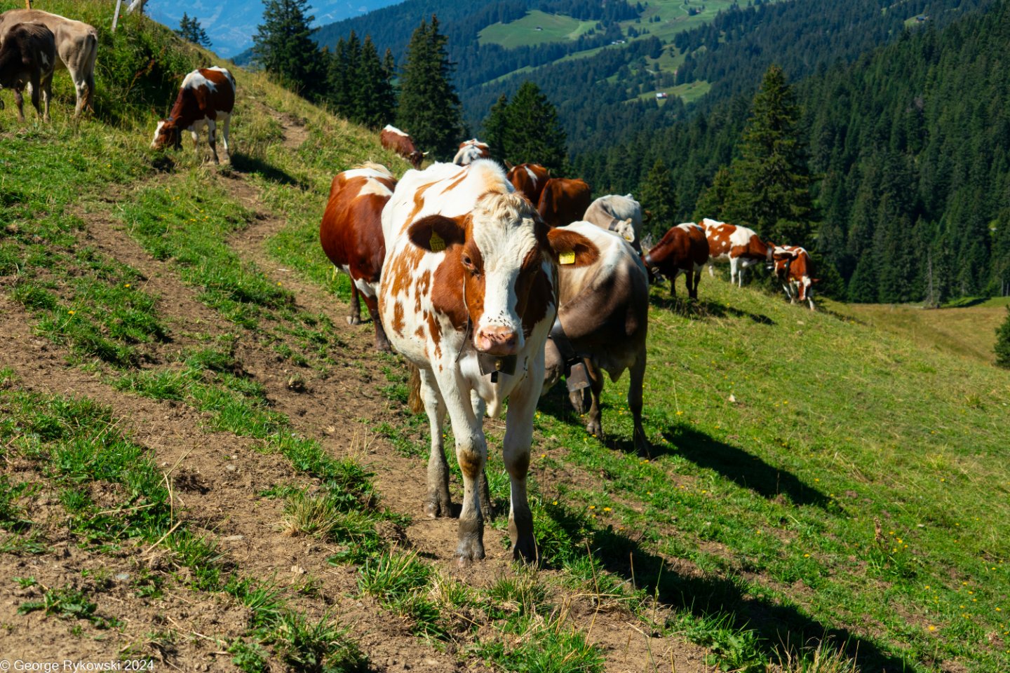 SwissVacation2024-5162.jpg