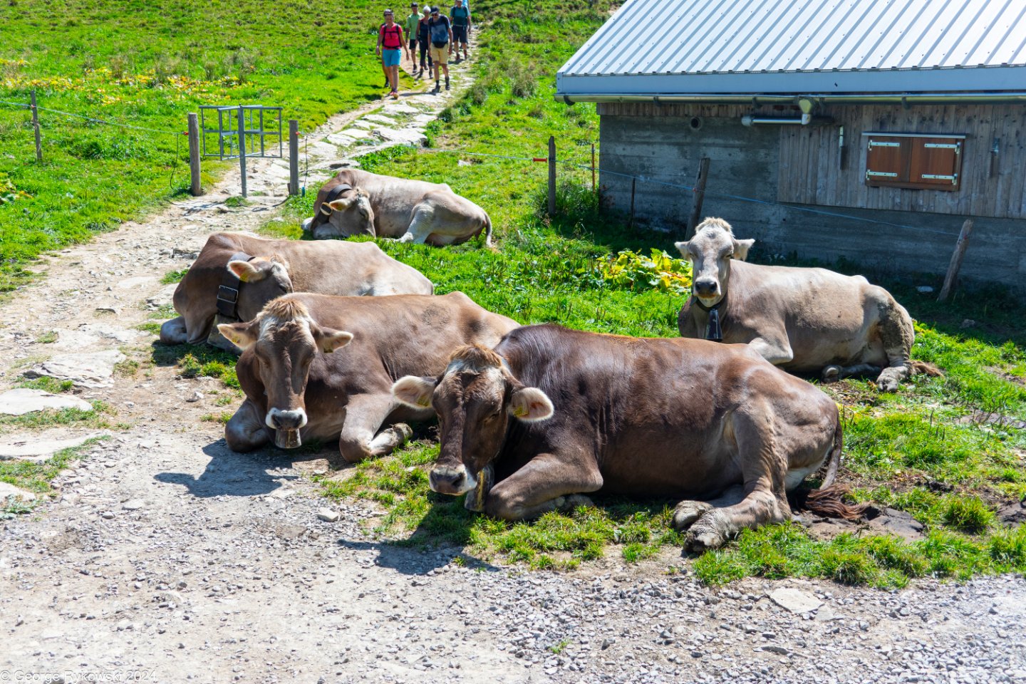 SwissVacation2024-5318.jpg