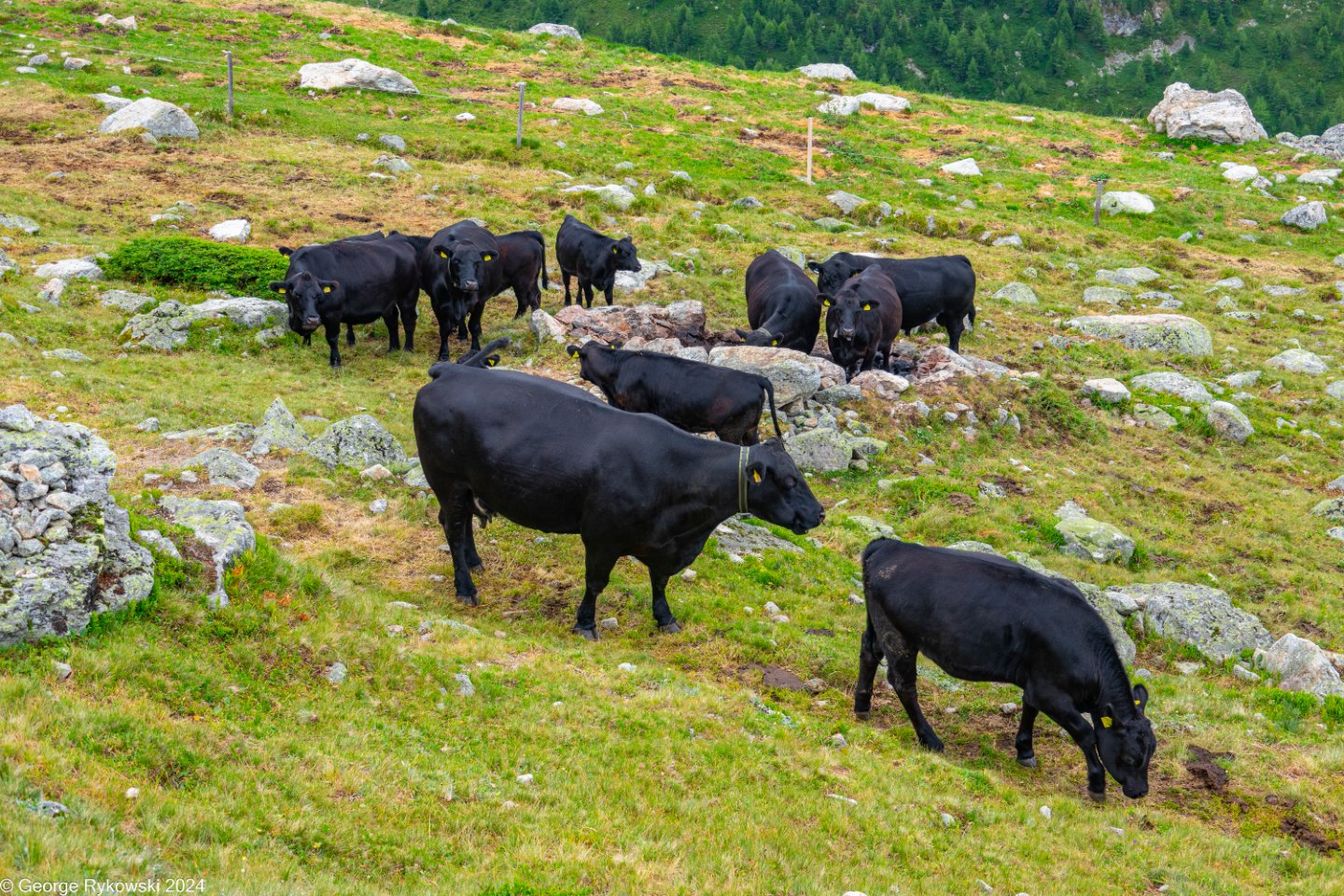 SwissVacation2024-4873.jpg