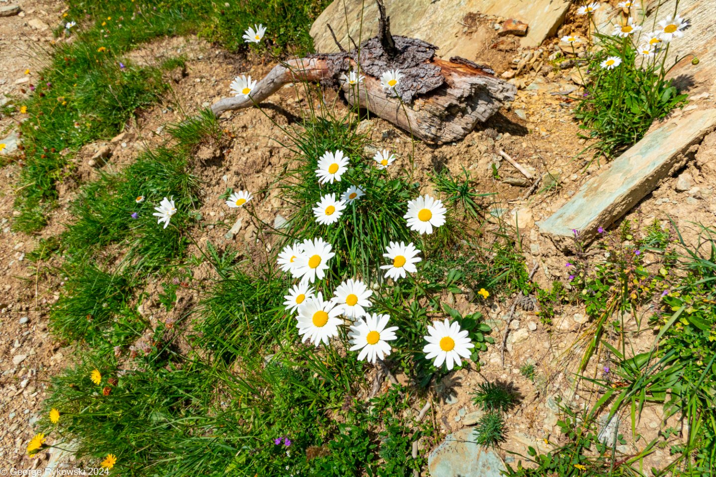 SwissVacation2024-4942.jpg