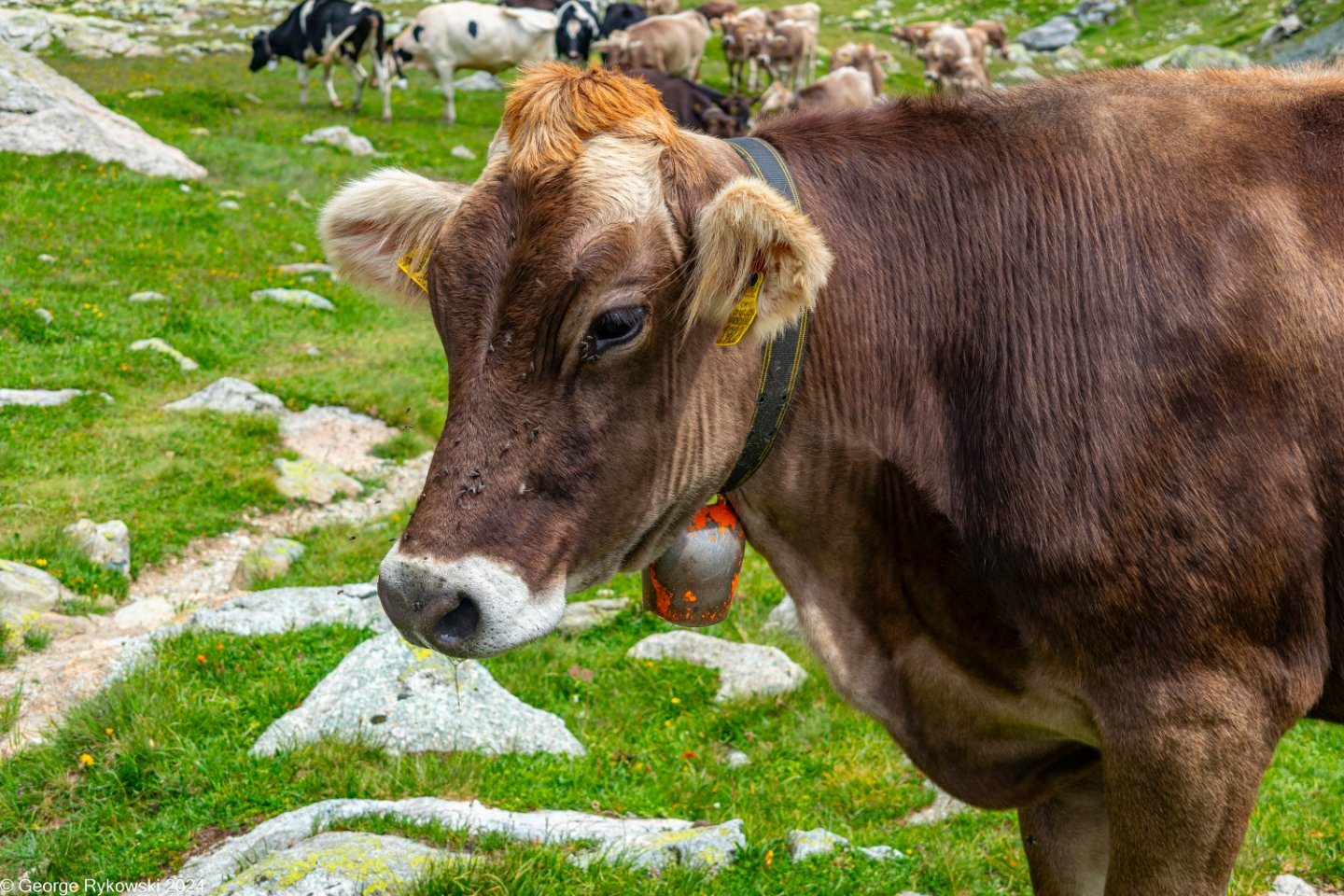 SwissVacation2024-4958.jpg