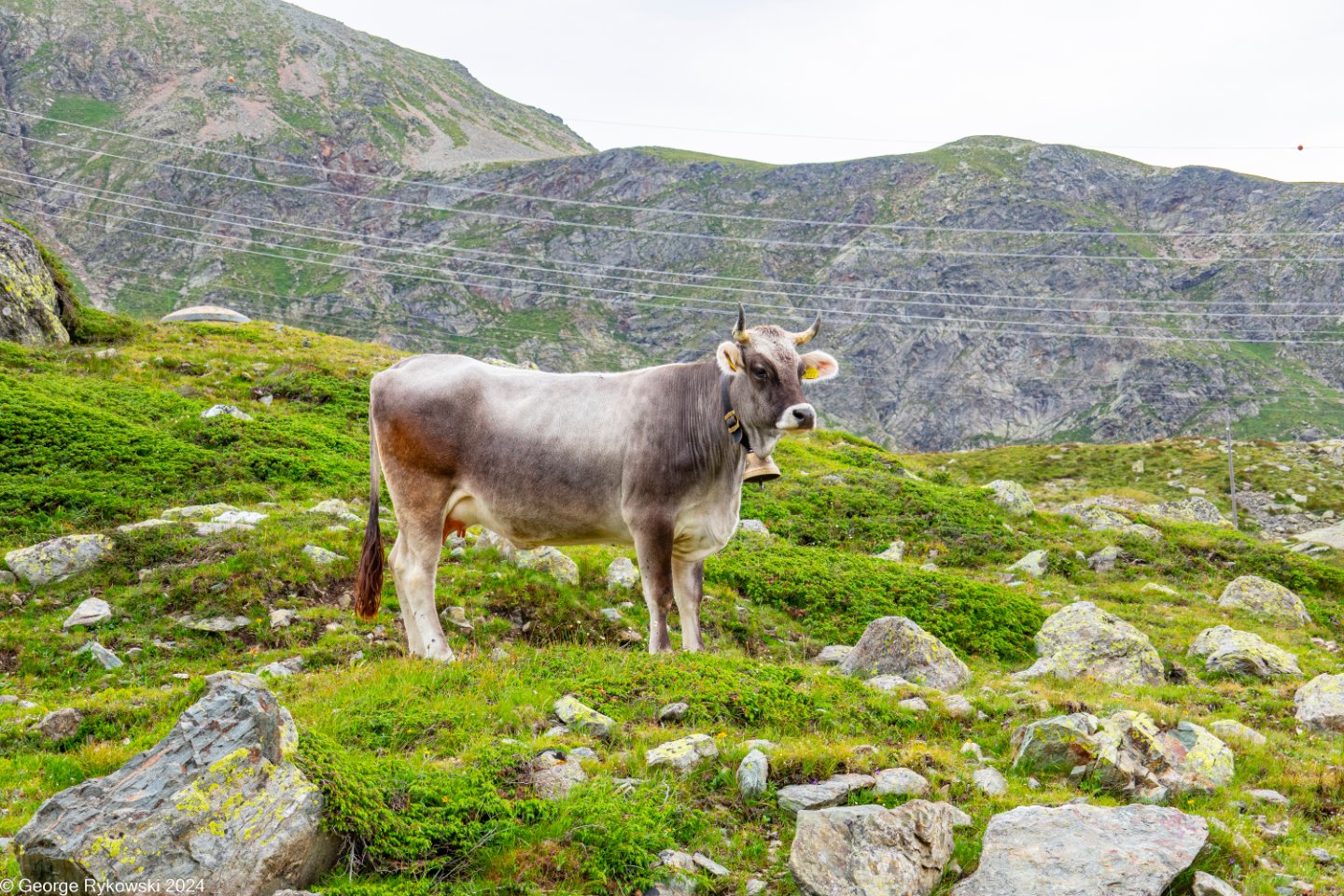 SwissVacation2024-4750.jpg